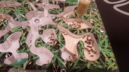 Муравьиная ферма VIP