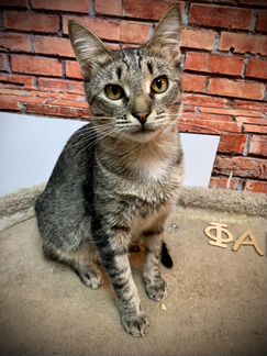 Котик Ричард 1 год ищет дом