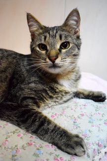 Котик Роки 1,5 года ищет дом