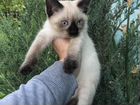 Котенок сиамский котик кошечка