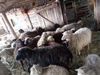 Овцы бараны оптом