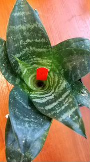 Самсевьера карликовая