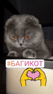 Британский вислоухий