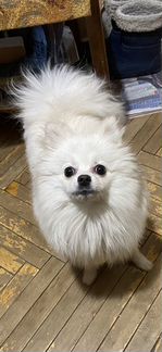 Малый немецкий шпиц