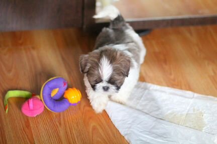 Ши-тцу Бело голубой красотуля