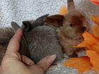 Карликовые крольчата объявление продам