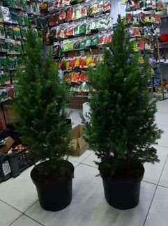 Ель канадская Коника