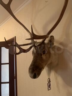 Чучело головы оленя с рогами