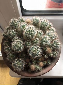 Кактус