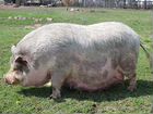 Продам вьетнамских свиней живой вес