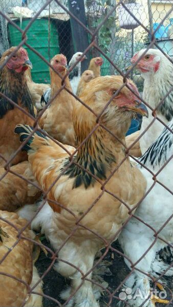 Продам кур, петушков