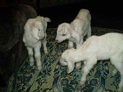 Коззы. Венгерская мангалица. Кокапу скай. Животные в алексине. Животные даром в алексине.