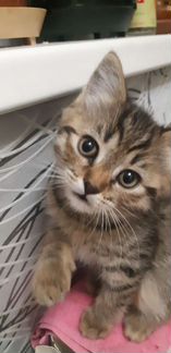 Кошка