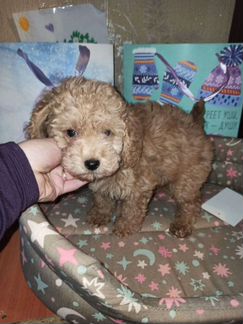 Мальтипу крошки хорошки