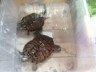 2 Красноухих черепахи с аквариумом