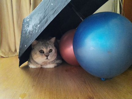 Кошка