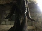 Англо-нубийский козёл на вязку