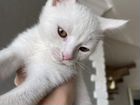 Белый котенок в добрые руки
